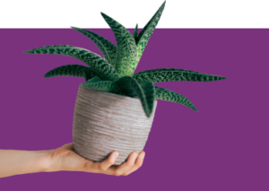 succulent plant in a pot